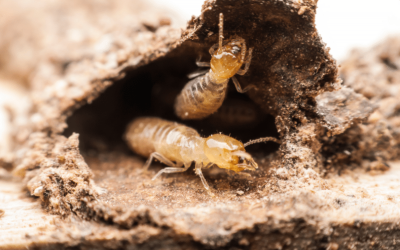 Diagnostic termites : infos