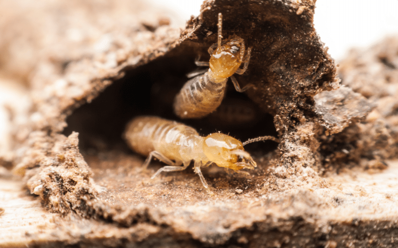 termites